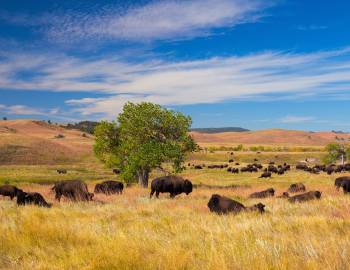 Custer State Park Buffalo Golden Fields South Dakota