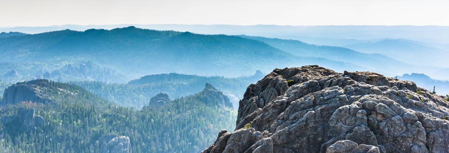 Landscape view of ponderosa pines in Black Hills National Forest