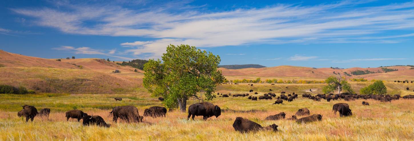 Custer State Park Buffalo Golden Fields South Dakota