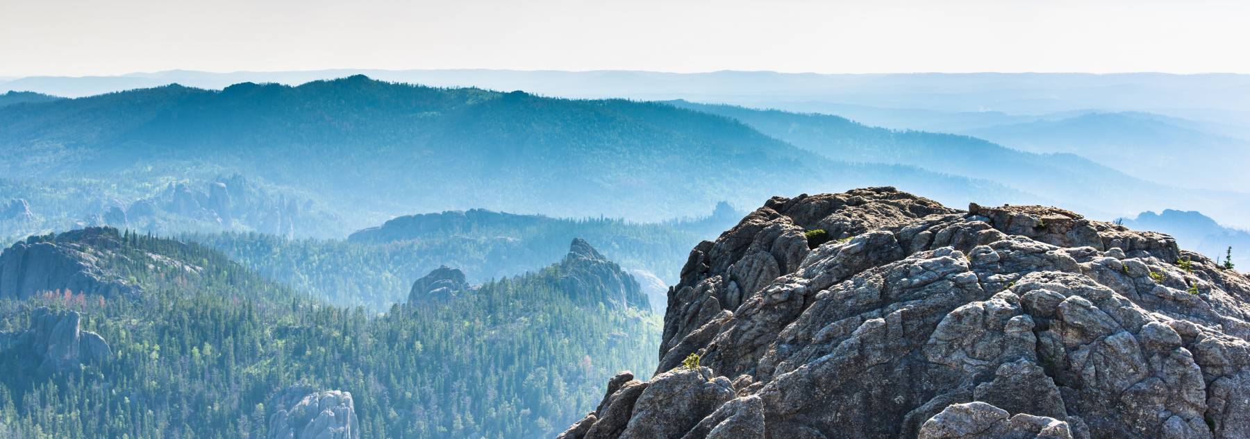 Landscape view of ponderosa pines in Black Hills National Forest